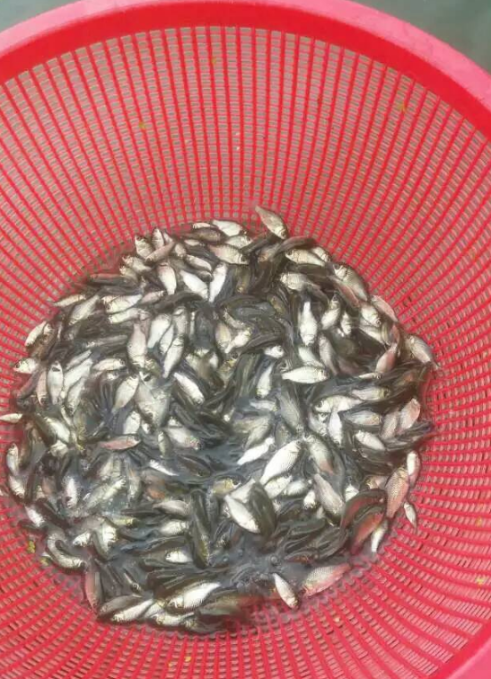 鯽魚苗圖片/鯽魚苗樣板圖 (2)