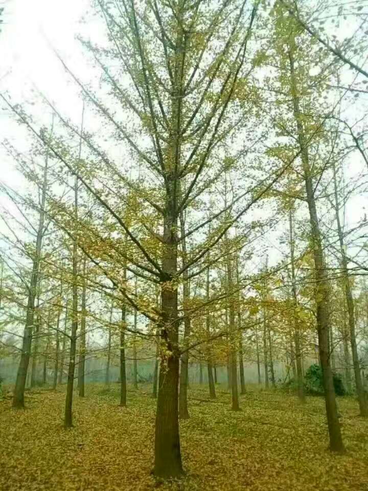 邳州银杏苗木种植基地电话 邳州银杏盘景种植基地图片