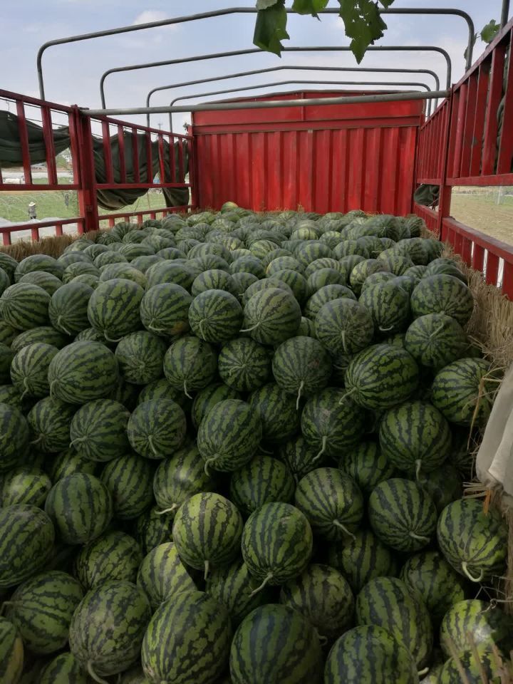 西瓜圖片/西瓜樣板圖 (4)