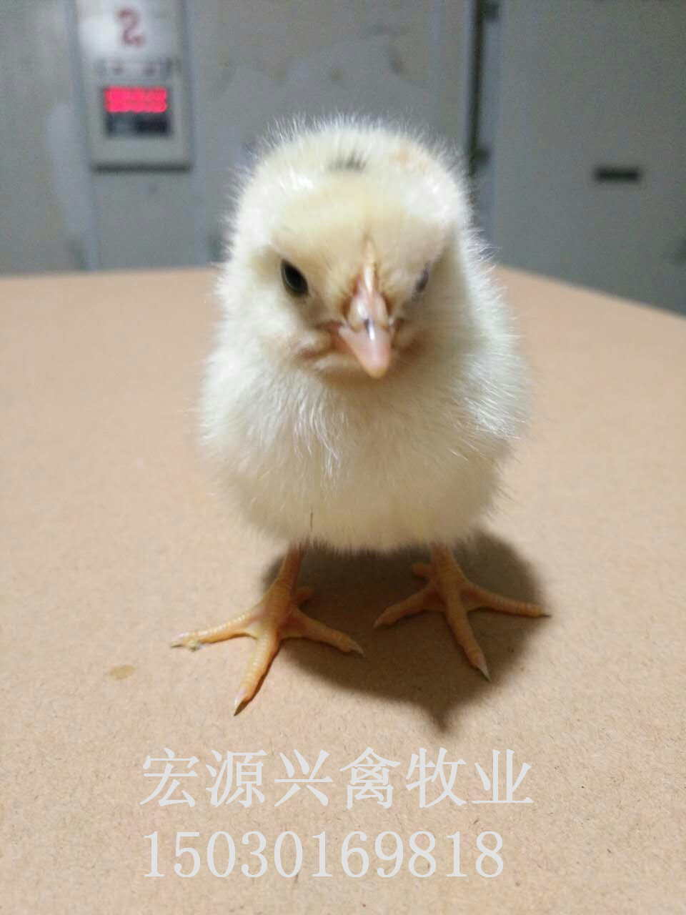石家莊商品代蛋雞海蘭灰雛雞雞苗圖片/石家莊商品代蛋雞海蘭灰雛雞雞苗樣板圖 (1)