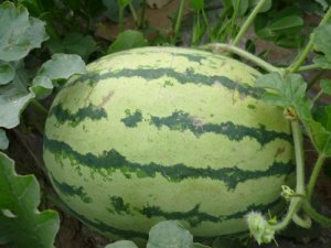 西瓜圖片/西瓜樣板圖 (2)