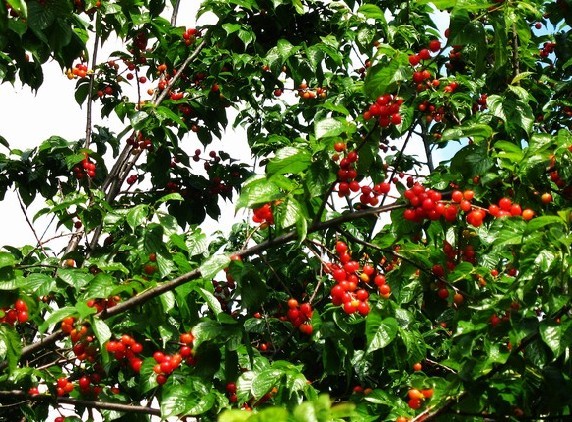 櫻桃圖片/櫻桃樣板圖 (4)