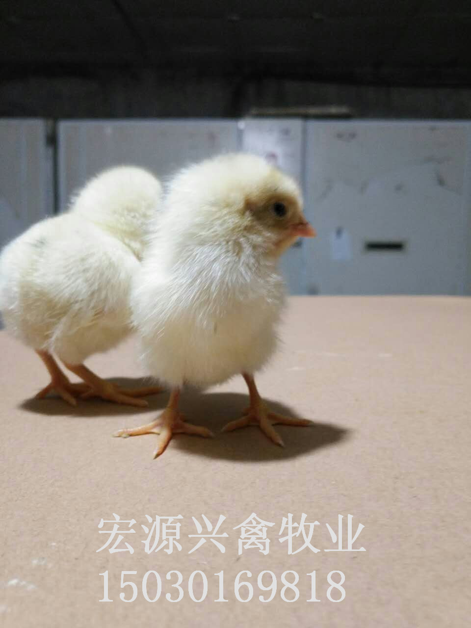 河北石家莊代蛋雞海蘭灰雛雞廠家圖片/河北石家莊代蛋雞海蘭灰雛雞廠家樣板圖 (4)