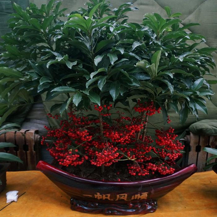 西安富貴子租擺圖片