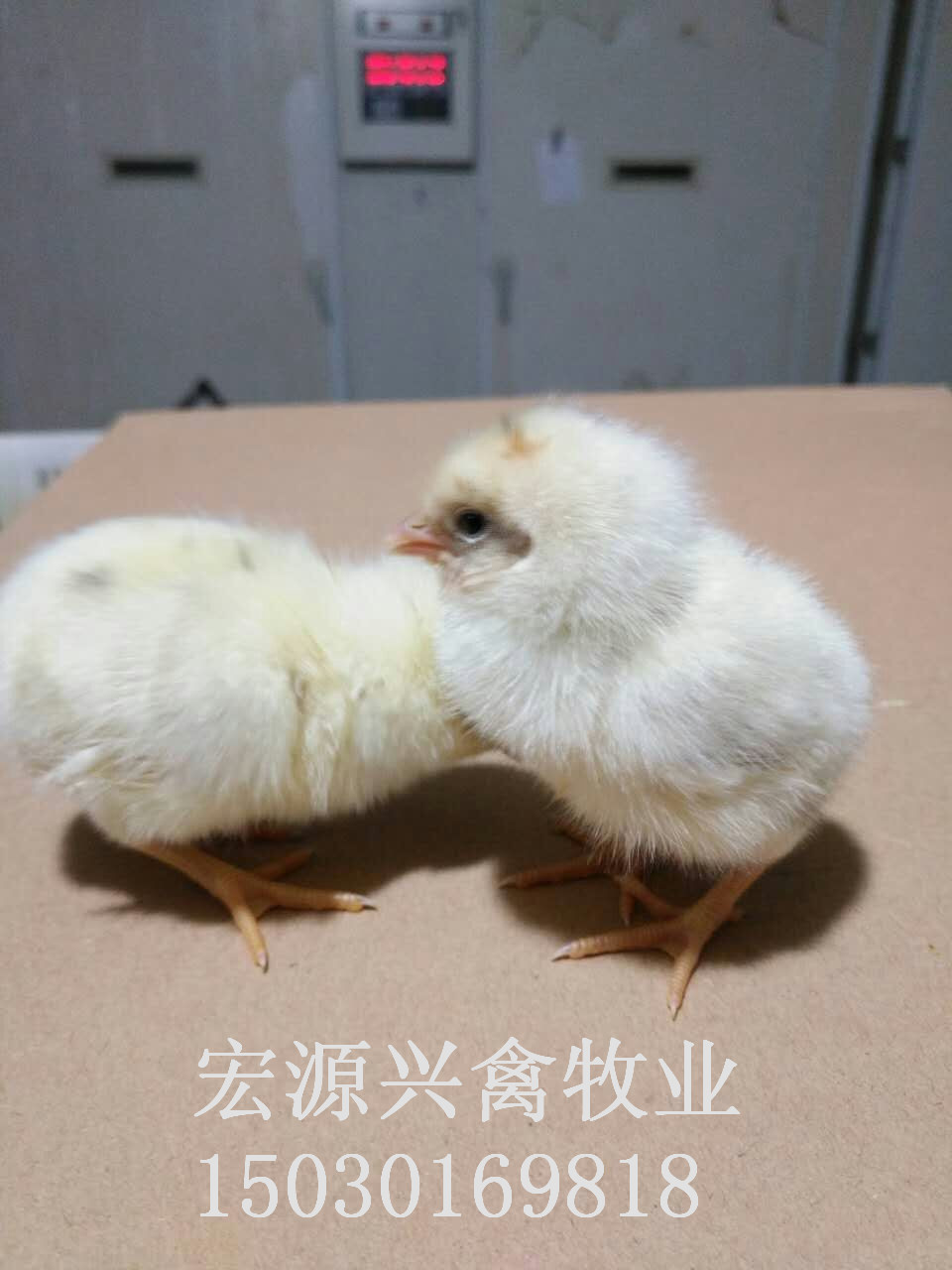 河北石家莊代蛋雞海蘭灰雛雞批發(fā)圖片/河北石家莊代蛋雞海蘭灰雛雞批發(fā)樣板圖 (1)
