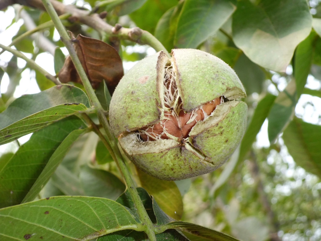 核桃圖片/核桃樣板圖 (4)