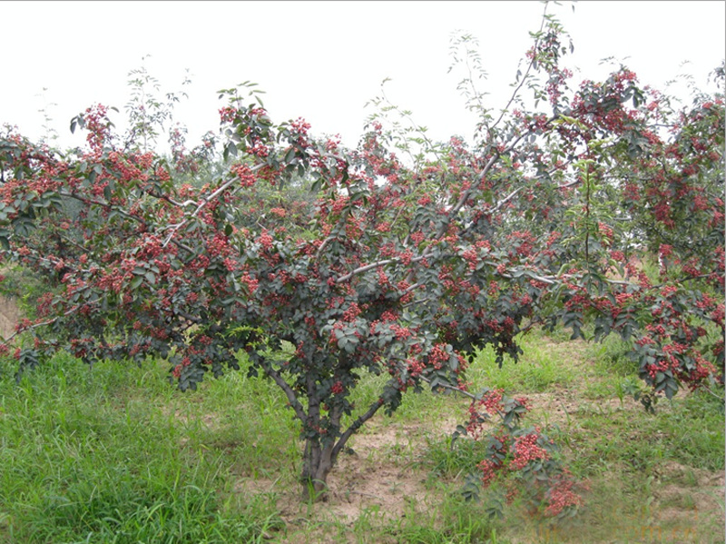 销售花椒、花椒产地、花椒供应商