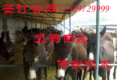 繁育基地圖片/繁育基地樣板圖 (3)