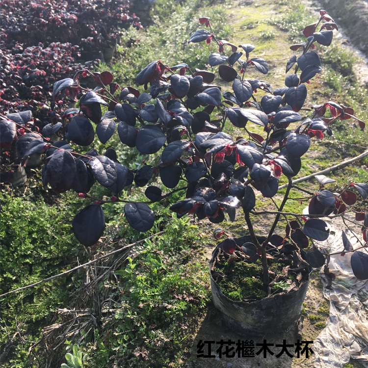 紅葉石楠圖片/紅葉石楠樣板圖 (2)