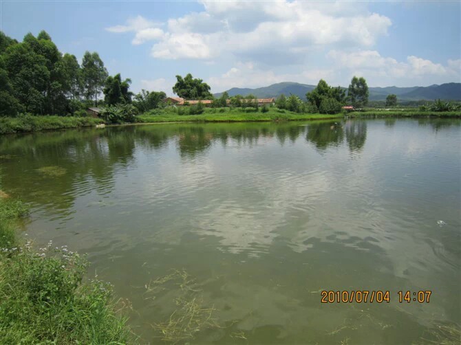 魚苗圖片/魚苗樣板圖 (3)