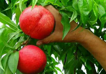 桃樹苗圖片/桃樹苗樣板圖 (1)