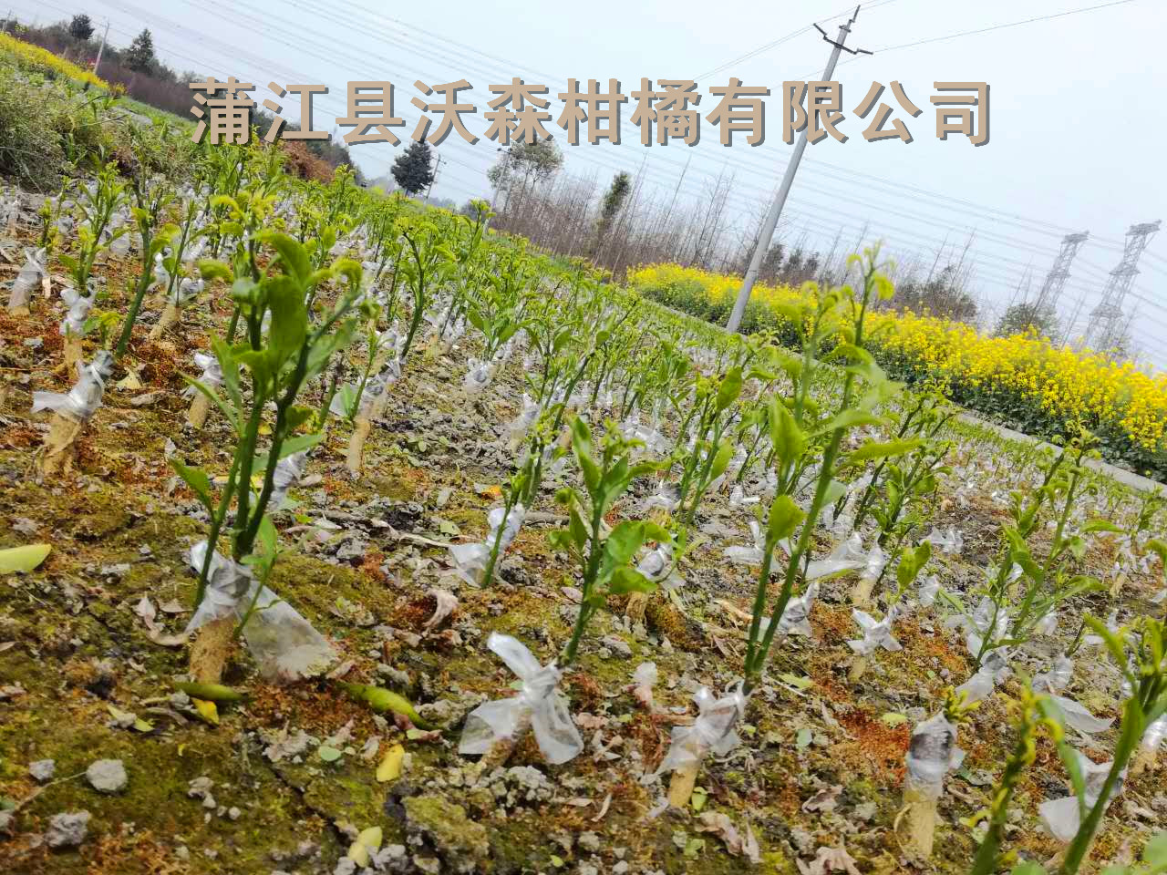 柑橘圖片/柑橘樣板圖 (4)