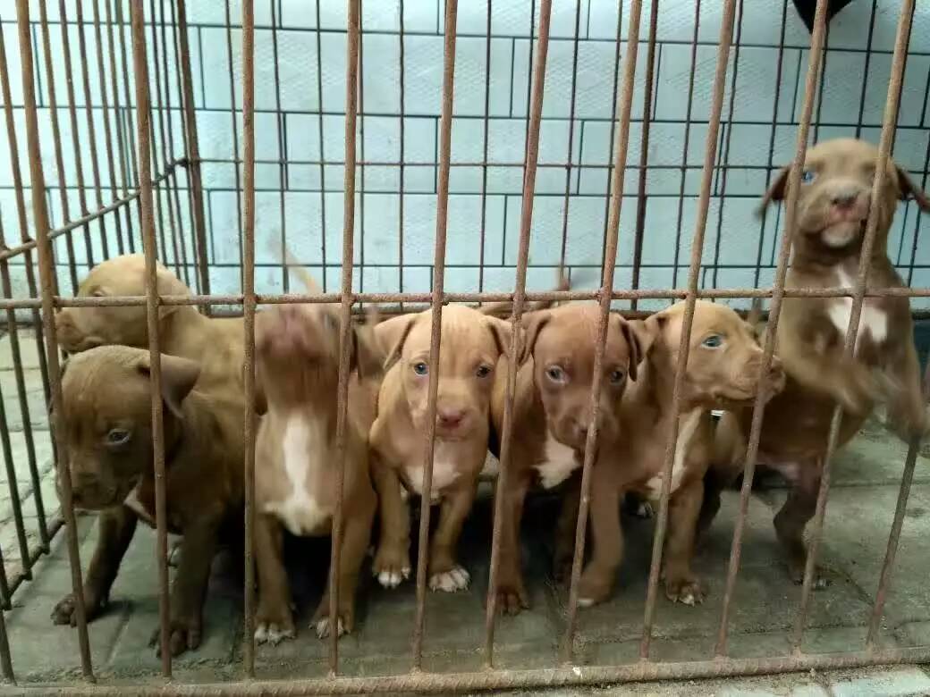 比特犬出售圖片