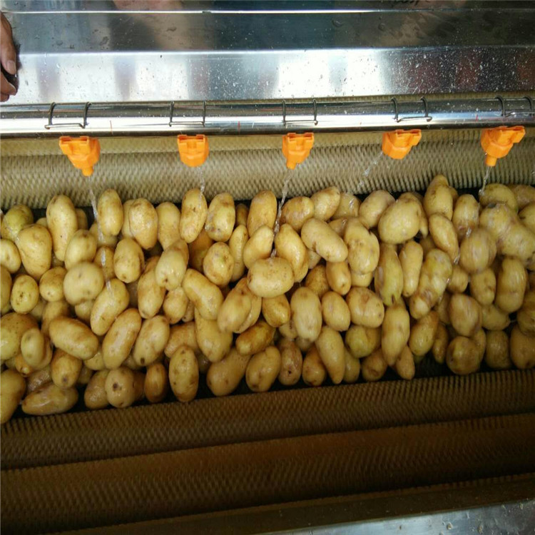 土豆去皮機(jī)圖片/土豆去皮機(jī)樣板圖 (4)