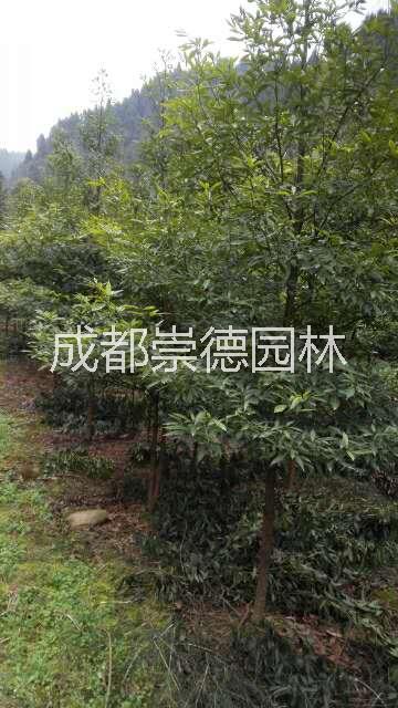 成都精品楨楠，金絲楠基地批發(fā)圖片/成都精品楨楠，金絲楠基地批發(fā)樣板圖 (3)