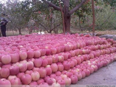 紅富士蘋果圖片/紅富士蘋果樣板圖 (2)