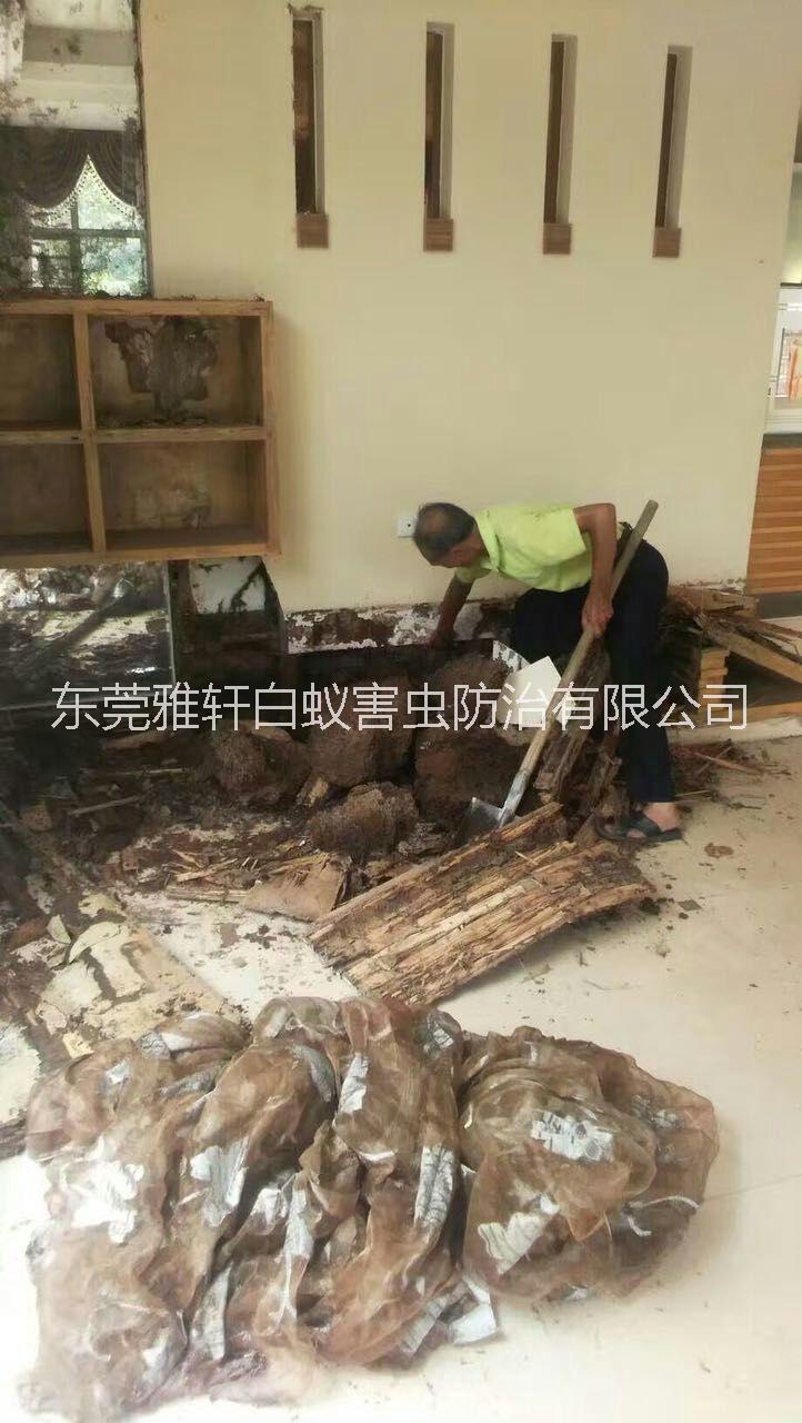 白蟻預(yù)防圖片/白蟻預(yù)防樣板圖 (2)