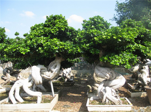 金錢(qián)圖片/金錢(qián)樣板圖 (2)