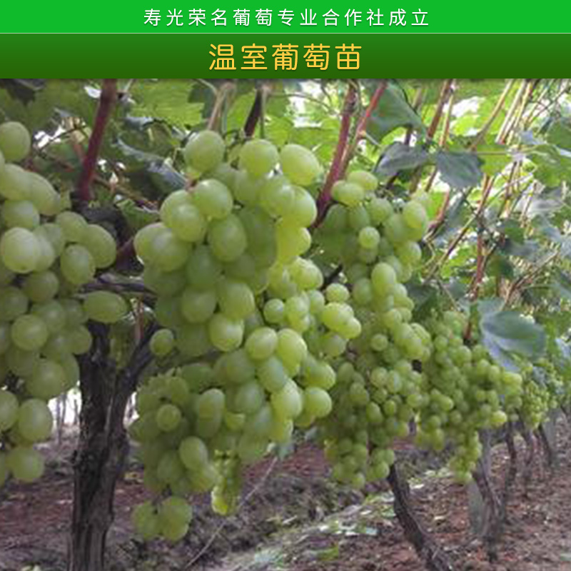 葡萄苗圖片/葡萄苗樣板圖 (3)