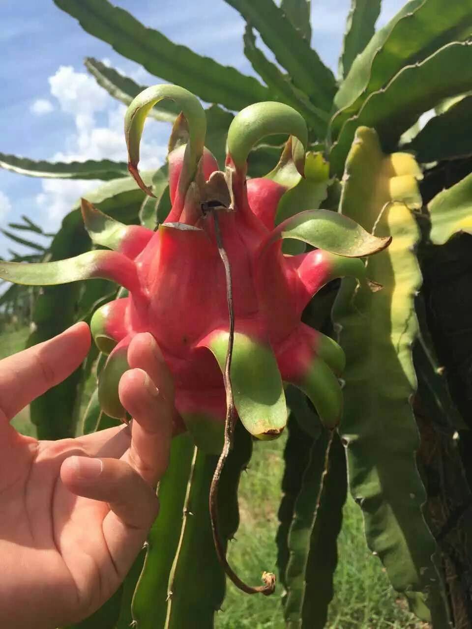 越南火龍果圖片/越南火龍果樣板圖 (4)