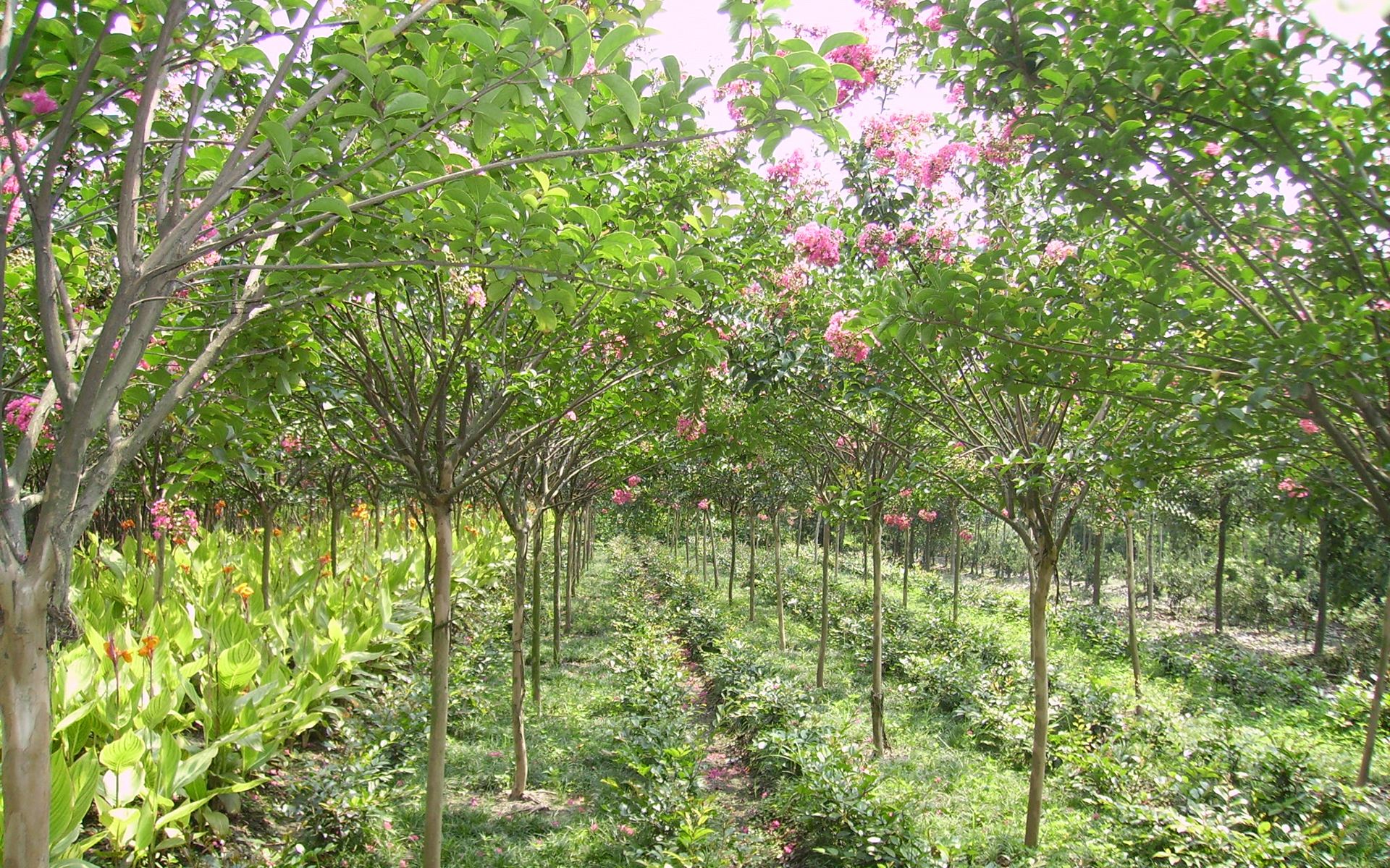 紫薇圖片/紫薇樣板圖 (4)