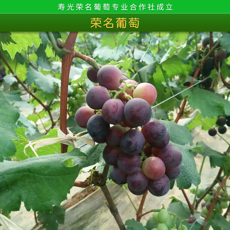 榮名葡萄圖片/榮名葡萄樣板圖 (2)