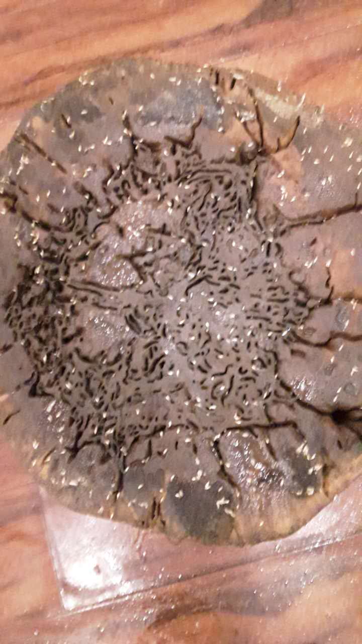 除四害圖片/除四害樣板圖 (2)