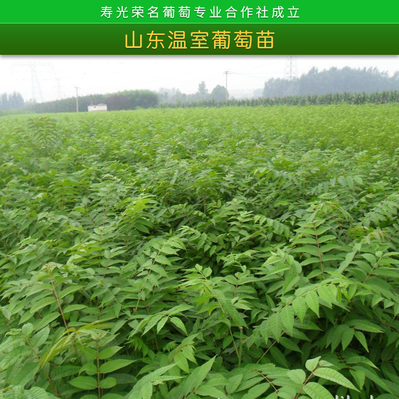 葡萄苗圖片/葡萄苗樣板圖 (3)