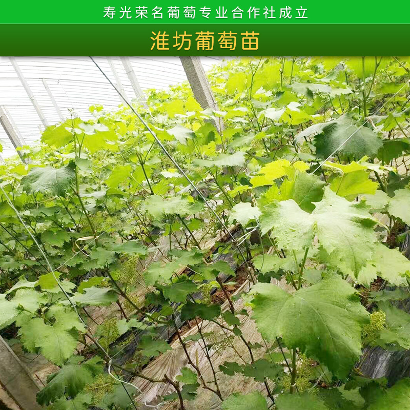 葡萄苗批发 大棚葡萄苗种植技术荣名葡萄优选1号大硼种植苗 潍坊葡萄苗图片