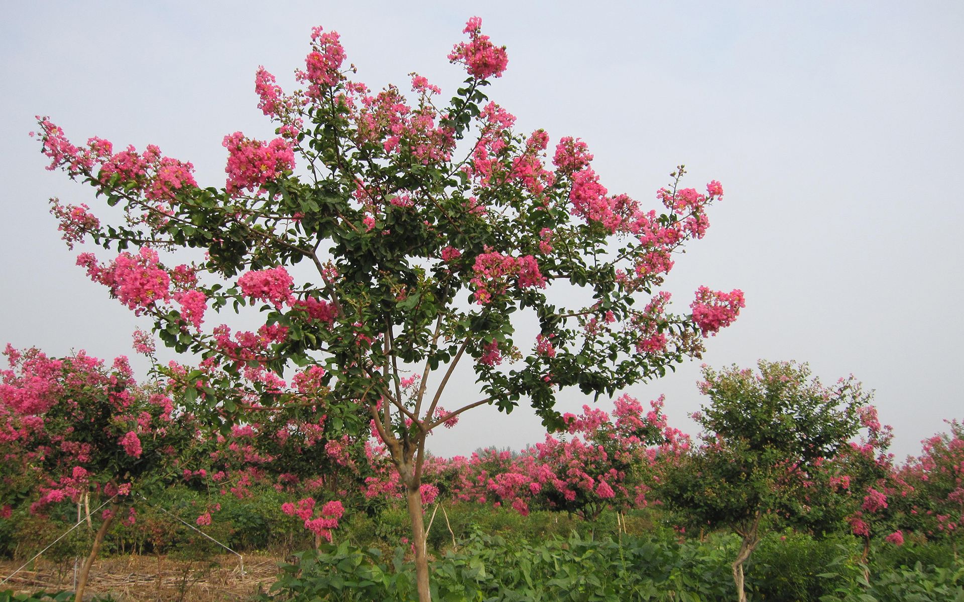 紫微圖片/紫微樣板圖 (3)