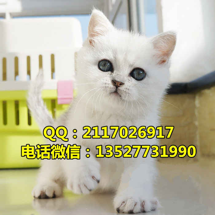 短毛貓圖片/短毛貓樣板圖 (2)