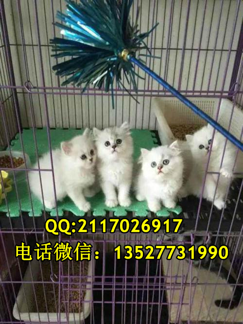寵物貓圖片/寵物貓樣板圖 (2)