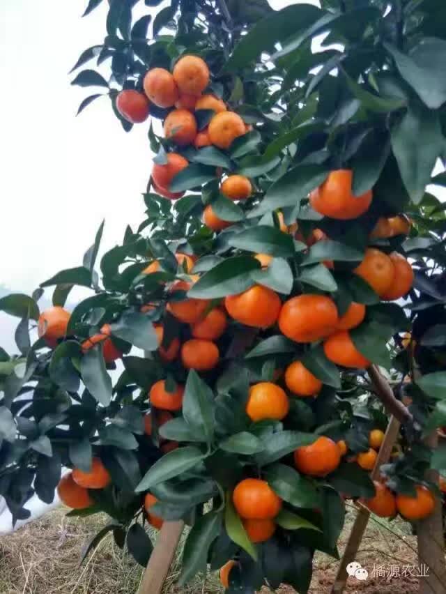 沙糖桔圖片/沙糖桔樣板圖 (4)