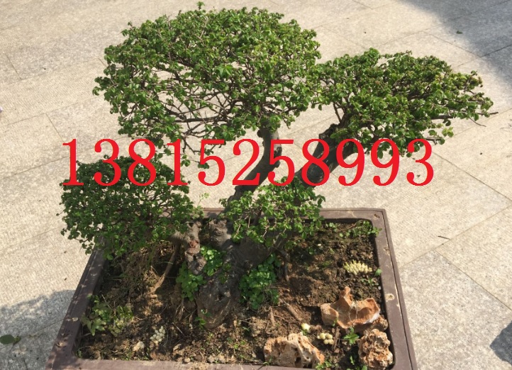景觀綠化工程圖片/景觀綠化工程樣板圖 (4)