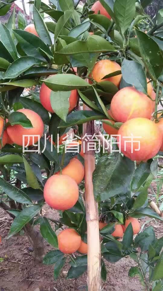 塔羅科血橙