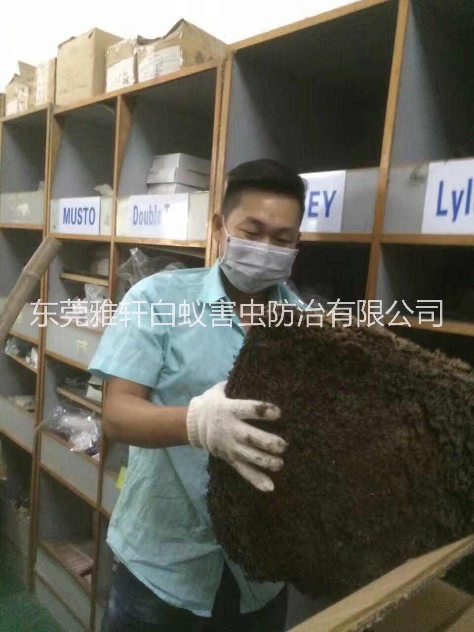 東莞滅白蟻滅蟲價格 滅白蟻滅蟲那家好 滅白蟻滅蟲聯系電話