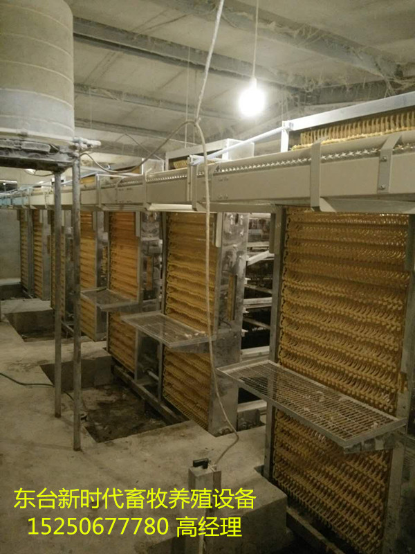 撿蛋機(jī)圖片/撿蛋機(jī)樣板圖 (2)