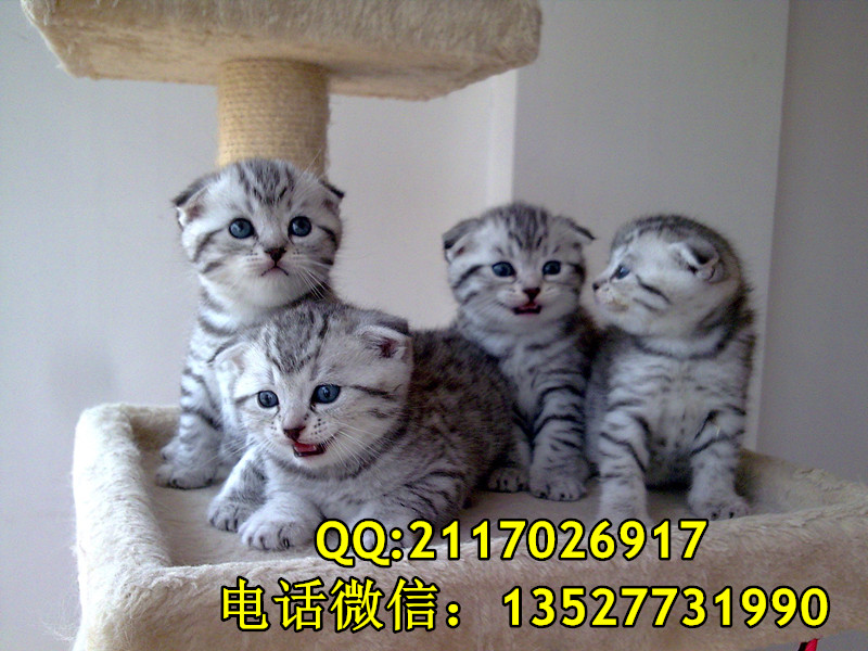 蘇格蘭折耳貓圖片/蘇格蘭折耳貓樣板圖 (4)