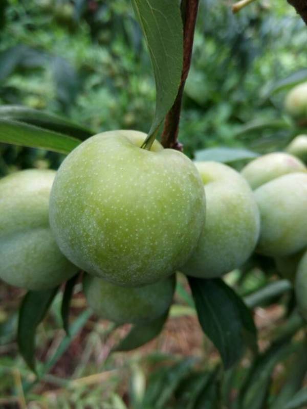 青脆李圖片/青脆李樣板圖 (2)