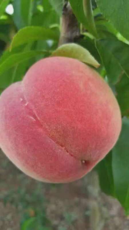 嫁接桃子各種品種圖片/嫁接桃子各種品種樣板圖 (3)