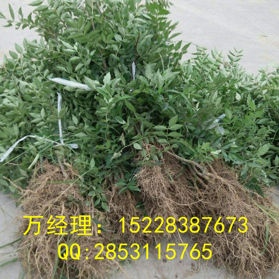 大量供應(yīng)優(yōu)質(zhì)山楂苗