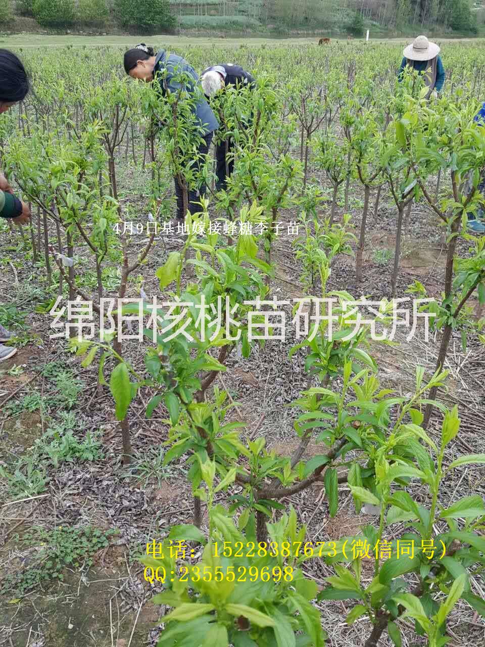 李子苗圖片/李子苗樣板圖 (2)