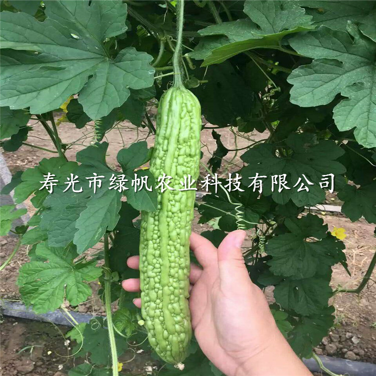供應(yīng)綠帥苦瓜種子 雜交種