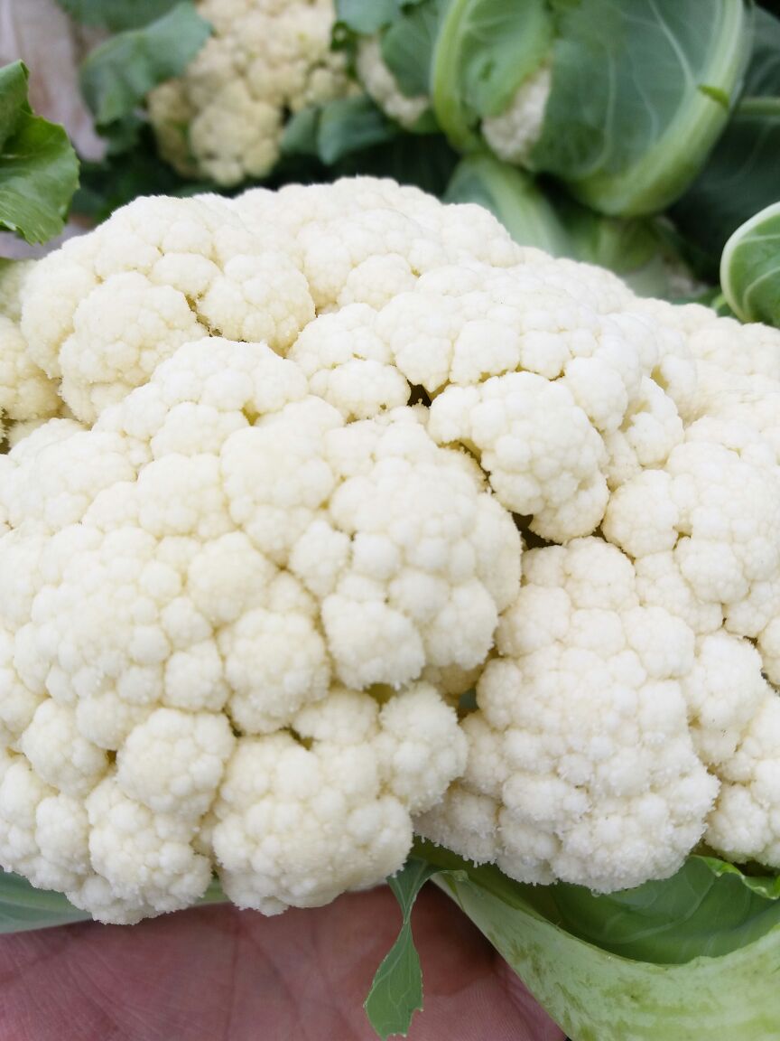 花菜圖片/花菜樣板圖 (1)