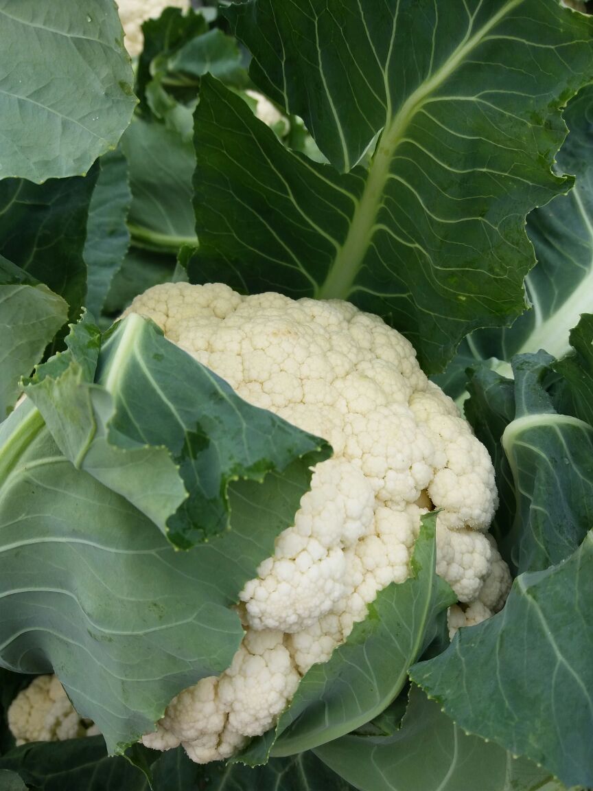 花菜圖片/花菜樣板圖 (3)