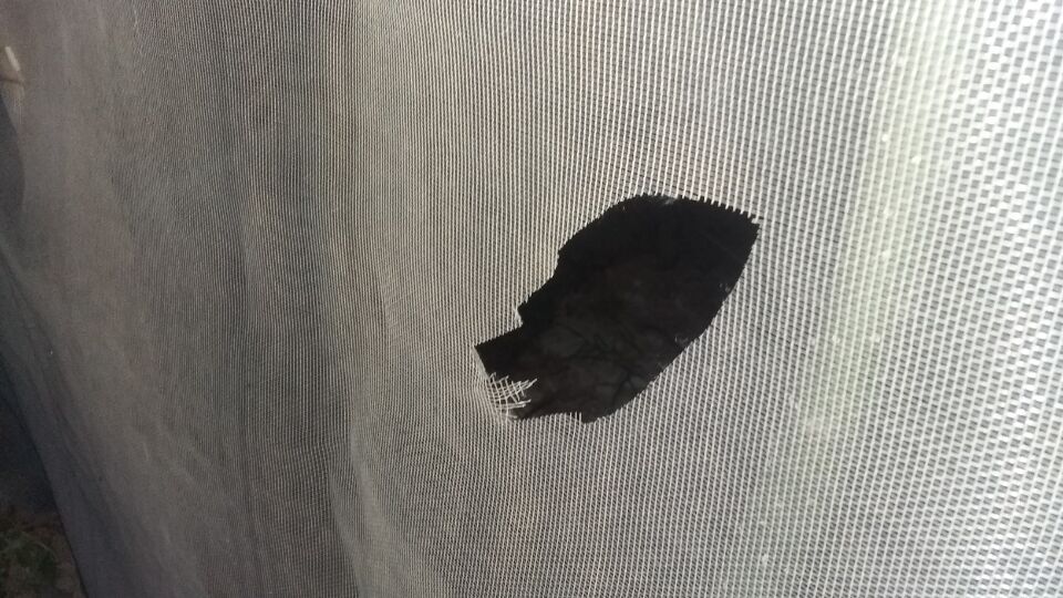 果樹防蟲尼龍網(wǎng)圖片