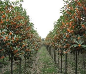 紅葉碧桃圖片/紅葉碧桃樣板圖 (2)