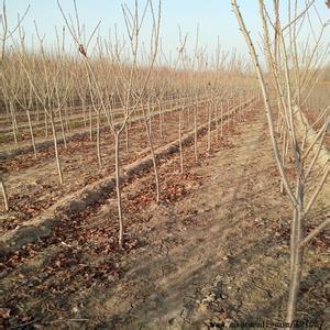 櫻花苗圖片/櫻花苗樣板圖 (4)