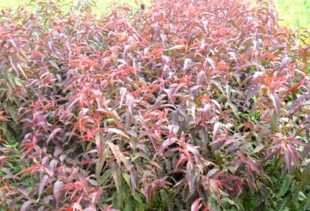 紅葉碧桃圖片/紅葉碧桃樣板圖 (4)