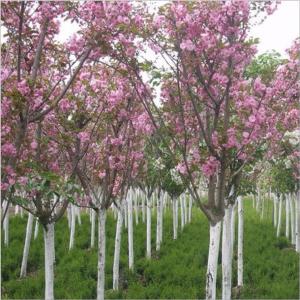 櫻花苗圖片/櫻花苗樣板圖 (2)